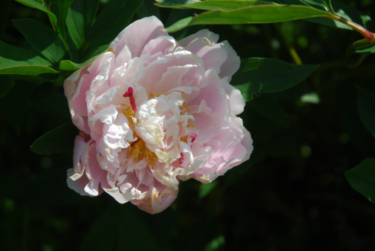 En rosa ros i en rosenbuske