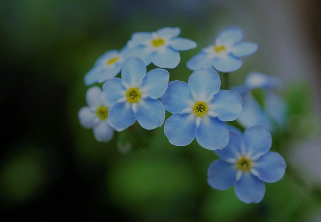 Ljusblåa små blommor, Förgätmigej.