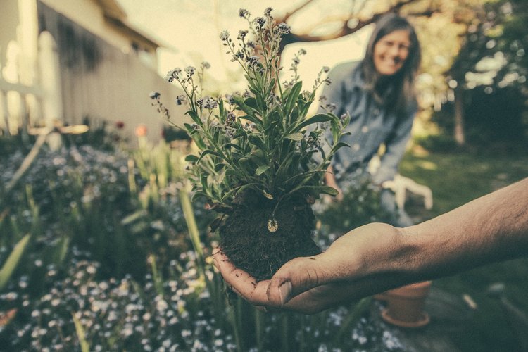 planting-865294_1920_THUMB.jpg